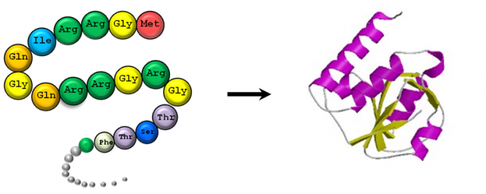 Protein Sequence Analyzer